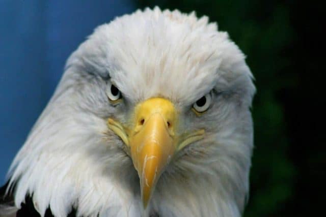 Rever D Aigle Interpretations Exactes Du Reve D Aigle