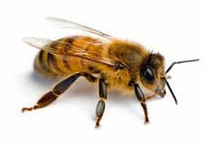Le symbole de l'abeille dans un rêve Le symbole de l'abeille dans un rêve
