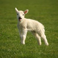 Le symbole de agneau dans un rêve