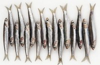 Que signifie un rêve d'anchois ?