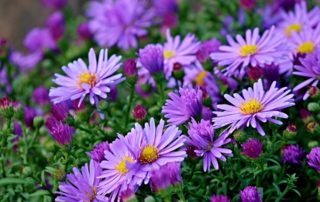 rever-de-asters-en-islam-2