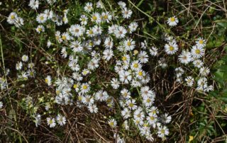 rever-de-asters-en-islam-3