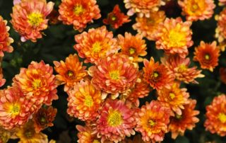 rever-de-asters-en-islam-5