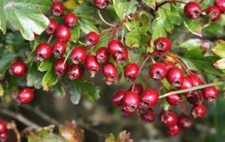 rever-de-aubepine-en-islam-2