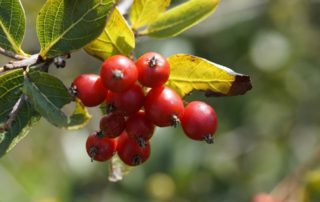 rever-de-aubepine-en-islam-3