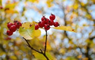 rever-de-aubepine-en-islam-4