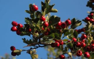 rever-de-aubepine-en-islam-5