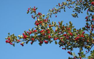 rever-de-aubepine-en-islam-6