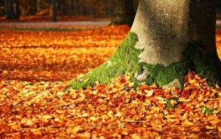 rever-de-automne-en-islam-1