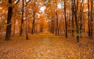 rever-de-automne-en-islam-3