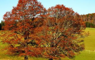 rever-de-automne-en-islam-4