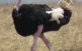 rever-de-autruche-en-islam-1