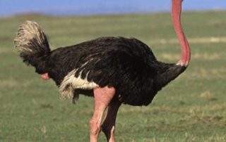 rever-de-autruche-en-islam-2