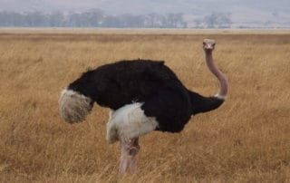 rever-de-autruche-en-islam-3