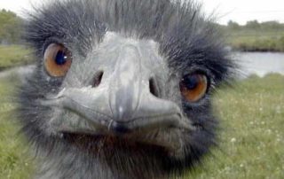 rever-de-autruche-en-islam-4