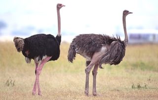 rever-de-autruche-en-islam-5