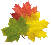 Les feuilles de l'arbre vues en rêve