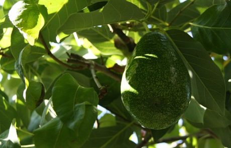 rever-de-avocat-fruit-islam-1