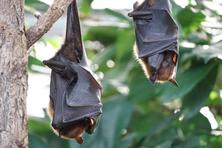 Rêver De Chauve Souris Interprétations Des Rêves