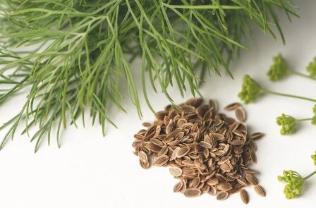 Rêver d’aneth Rêver d'aneth