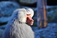 Un rêve de babouin et son interprétation authentique: Que signifie rêver de babouin ?