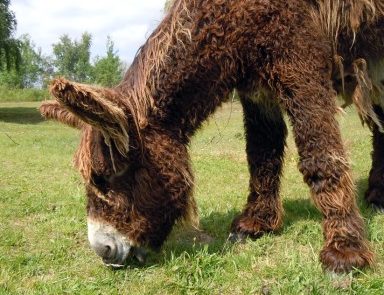 Rêver de baudet Rêver de baudet