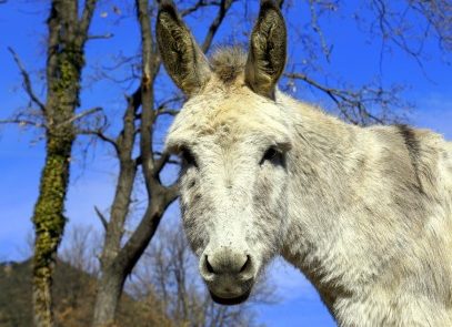 Rêver de baudet interprétation Faire le rêve de baudet