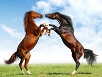 Rêver de cheval interprétation Rêver de cheval et son interprétation