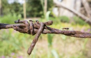 Rêver de fils de fer barbelés Rêver de fils de fer barbelés rouillés