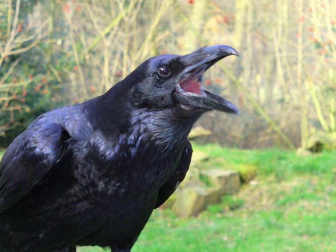 Rêver De Corbeau Interprétations Exactes Du Rêve De Corbeau