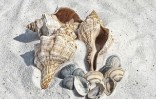 Rêver de coquillages Rêver de coquillages