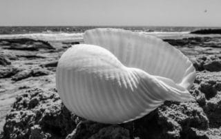 Rêver de coquillages blancs Rêver de coquillages blancs