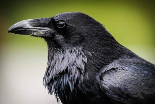 Rêver De Corbeau Interprétations Exactes Du Rêve De Corbeau