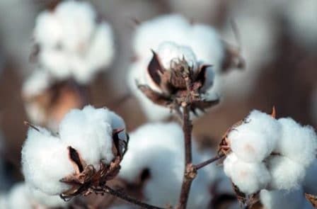 Rêver de coton interprétation