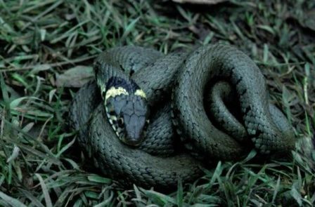 Rêver de couleuvre interprétation exacte Rêver de couleuvre interprétation exacte