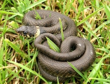 Rêver de couleuvre signification exacte Rêver de couleuvre signification exacte