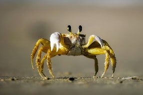 Rêver de crabe en islam