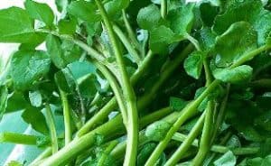 Rêver de cresson en islam