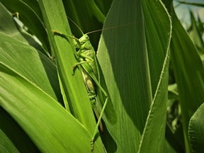 Rêver de criquet en islam