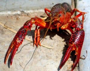 Rêver d'écrevisses et son explication en détails: Que signifie rêver d'écrevisses ?