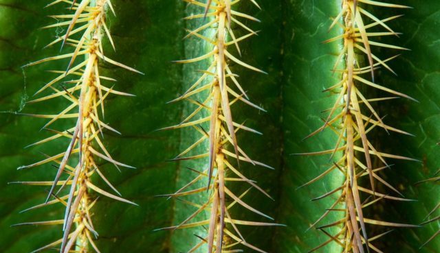 Que signifie rêver d'épines ?