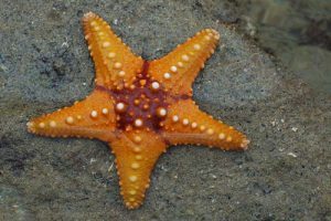 Rêver d'étoile de mer et sa signification: Rêver d'étoile de mer et sa signification: