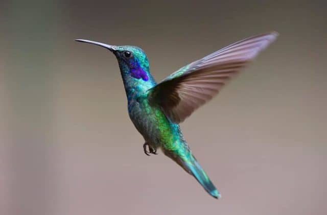 Que signifie rêver de colibri ?