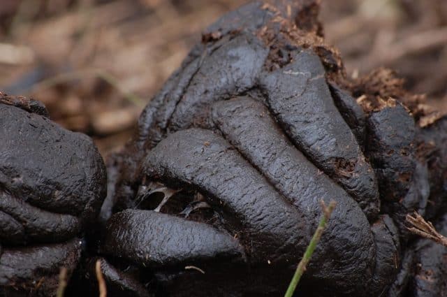 Que signifie rêver de faire caca ?
