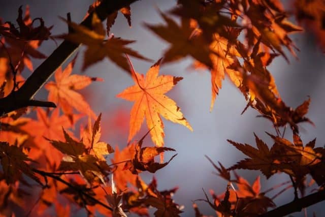 Un rêve de feuilles et son interprétation authentique: Que signifie rêver de feuilles ?