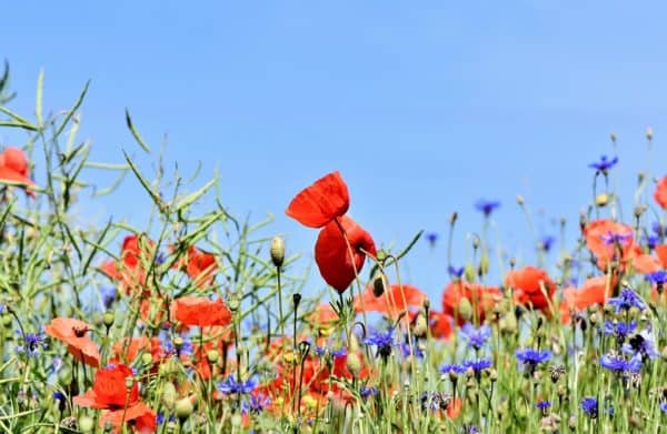 Un rêve de fleurs et son interprétation authentique: Que signifie rêver de fleurs ?