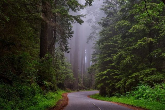 Un rêve de forêt et son interprétation authentique: Que signifie rêver de forêt ?