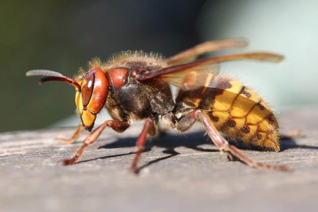 Un rêve de frelon et son interprétation authentique: Que signifie rêver de frelon ?