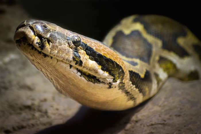 Le rêve de serpent et sa signification: Le rêve de serpent et sa signification: