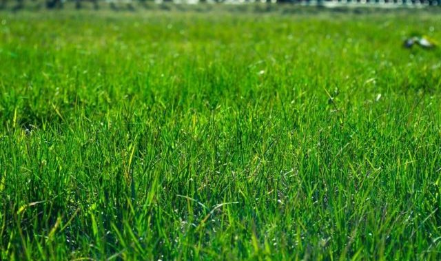 Rêver de gazon et son interprétation: Que signifie rêver de gazon ?